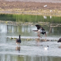 Bird watching and Hiking Trails .