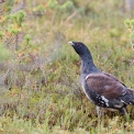 Bird watching and Hiking Trails .