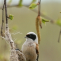 Bird watching and Hiking Trails .