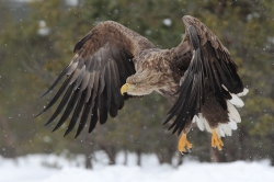 Bird watching and Hiking Trails .